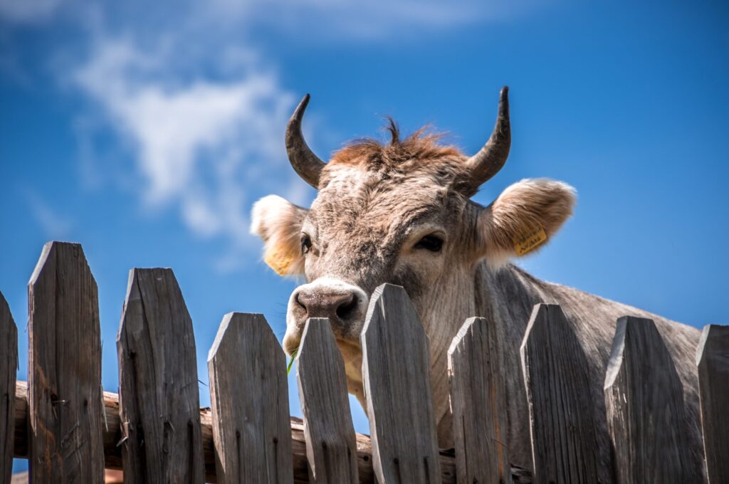 cow at a fence