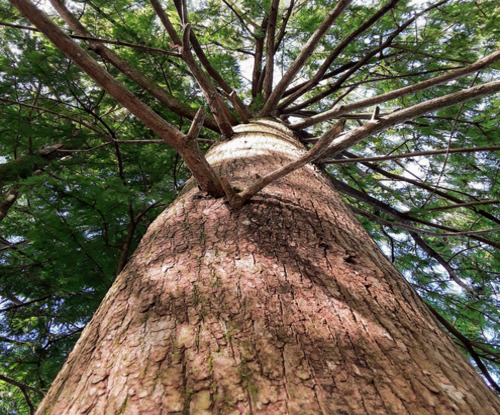 cypress tree